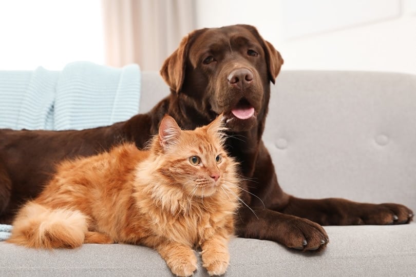 Animals